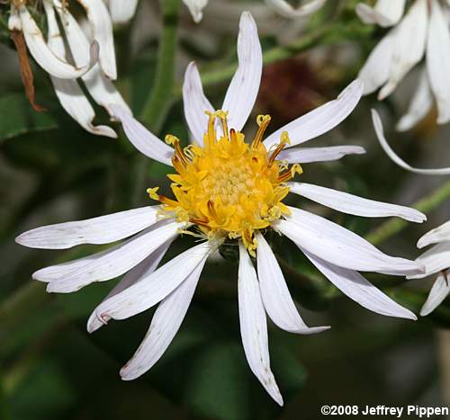 Bigleaf Aster (Aster macrophyllus, Eurybia macrophylla)