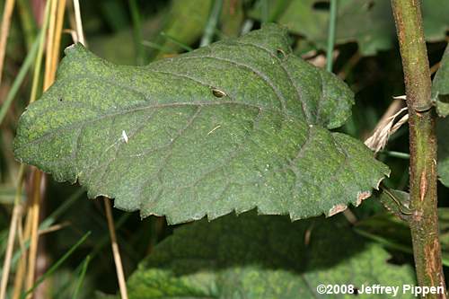 Bigleaf Aster (Aster macrophyllus, Eurybia macrophylla)