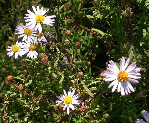 New York Aster (Aster novi-belgii)