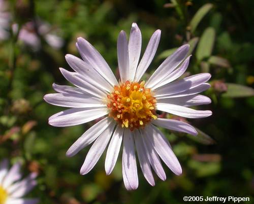 New York Aster (Aster novi-belgii)