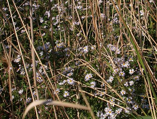 New York Aster (Aster novi-belgii)
