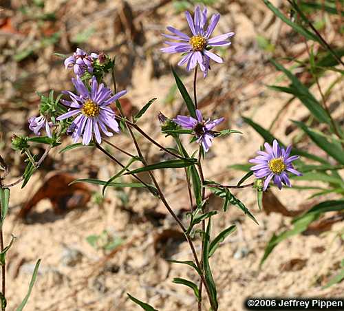 Southern Swamp Aster, Savannah Grass-leaved Aster (Eurybia paludosa)