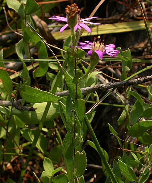 Late Purple Aster (Aster patens)