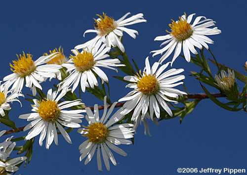 Frost Aster, Hairy White Oldfield Aster, Hairy Aster (Symphyotrichum pilosum, Aster pilosus)