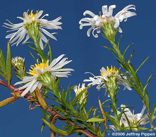 Frost Aster, Hairy White Oldfield Aster, Hairy Aster (Symphyotrichum pilosum, Aster pilosus)