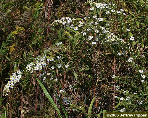 Frost Aster, Hairy White Oldfield Aster, Hairy Aster (Symphyotrichum pilosum, Aster pilosus)