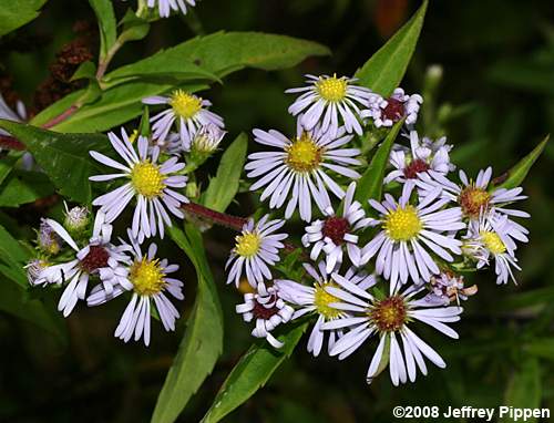 Purplestem Aster (Aster puniceus, Symphyotrichum puniceum)