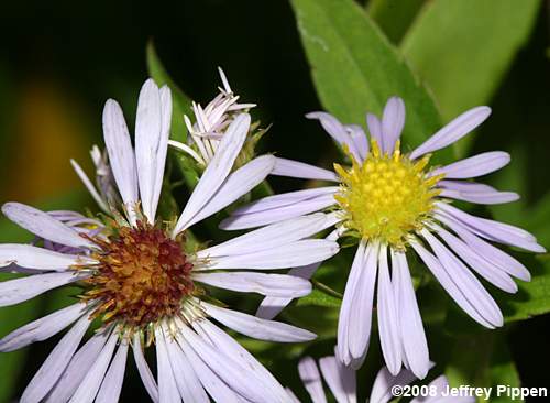 Purplestem Aster (Aster puniceus, Symphyotrichum puniceum)