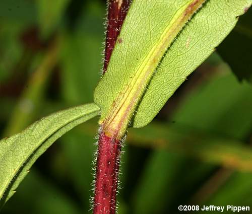 Purplestem Aster (Aster puniceus, Symphyotrichum puniceum)