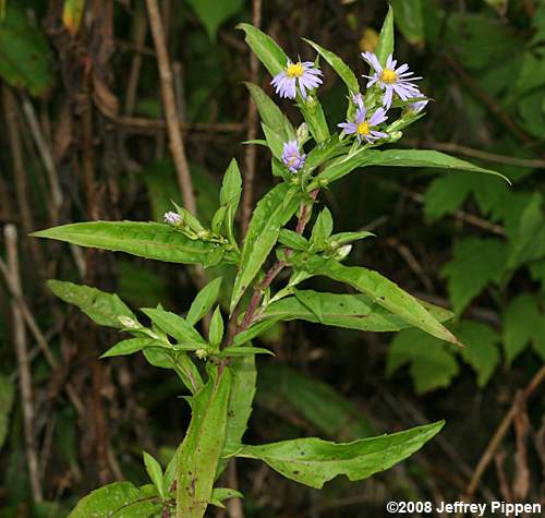 Purplestem Aster (Aster puniceus, Symphyotrichum puniceum)
