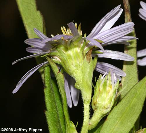 Purplestem Aster (Aster puniceus, Symphyotrichum puniceum)