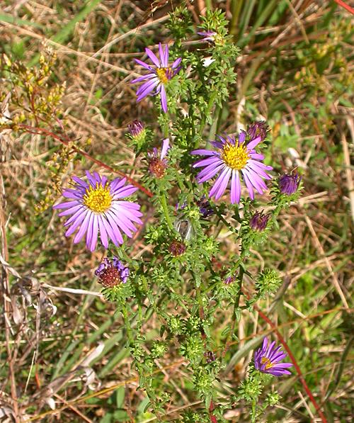 Large Flower Aster (Symphyotrichum grandiflorum, Aster grandiflorus)