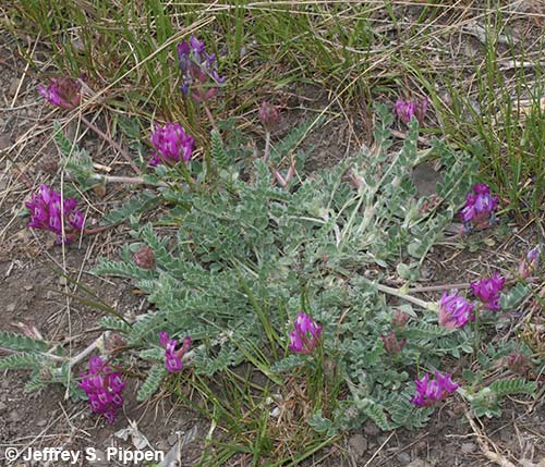 Hairy Milkvetch (Astragalus inflexus)