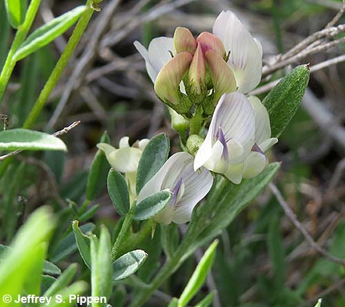 Timber Milkvetch (Astragalus miser)