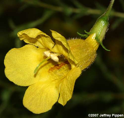 Fernleaf Yellow False Foxglove, Northern Oak-leach (Aureolaria pedicularia)