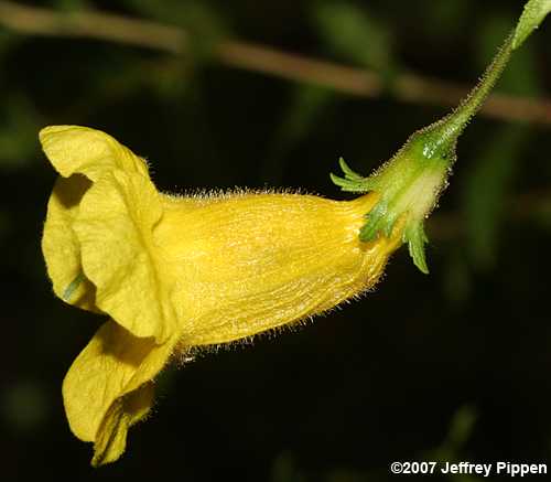 Fernleaf Yellow False Foxglove, Northern Oak-leach (Aureolaria pedicularia)
