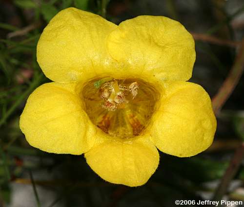 Fernleaf Yellow False Foxglove, Northern Oak-leach (Aureolaria pedicularia)
