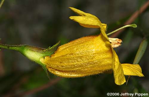 Fernleaf Yellow False Foxglove, Northern Oak-leach (Aureolaria pedicularia)