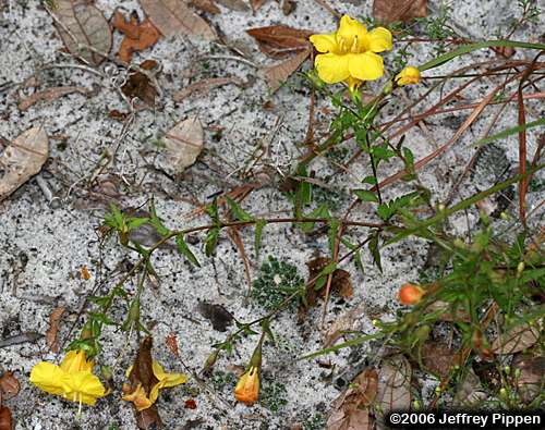 Fernleaf Yellow False Foxglove, Northern Oak-leach (Aureolaria pedicularia)