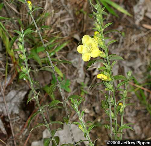 Downy Yellow False Foxglove (Aureolaria virginica)