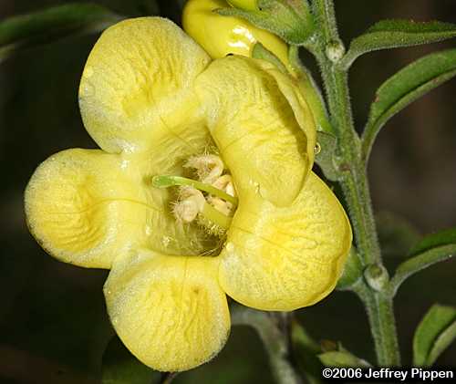 Downy Yellow False Foxglove (Aureolaria virginica)