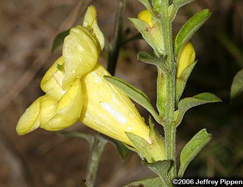 Downy Yellow False Foxglove (Aureolaria virginica)