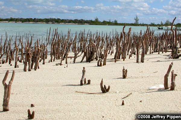 Black Mangrove (Avicennia germinans)