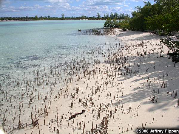 Black Mangrove (Avicennia germinans)