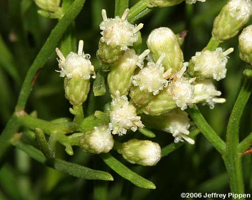 Saltwater False-Willow, Narrowleaf Baccharis (Baccharis angustifolia)