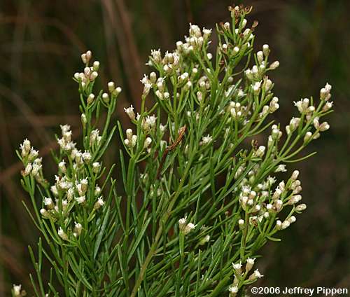 Saltwater False-Willow, Narrowleaf Baccharis (Baccharis angustifolia)