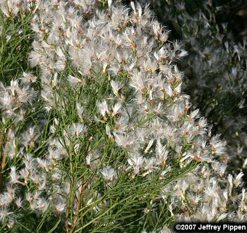 Saltwater False-Willow, Narrowleaf Baccharis (Baccharis angustifolia)