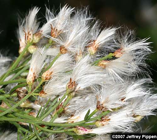 Saltwater False-Willow, Narrowleaf Baccharis (Baccharis angustifolia)