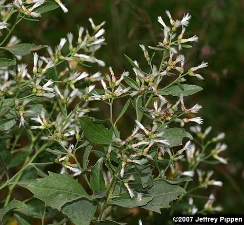Eastern Baccharis, Groundseltree (Baccharis halimifolia)