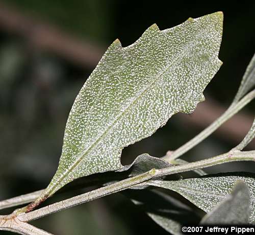 Eastern Baccharis, Groundseltree (Baccharis halimifolia)