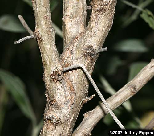 Eastern Baccharis, Groundseltree (Baccharis halimifolia)