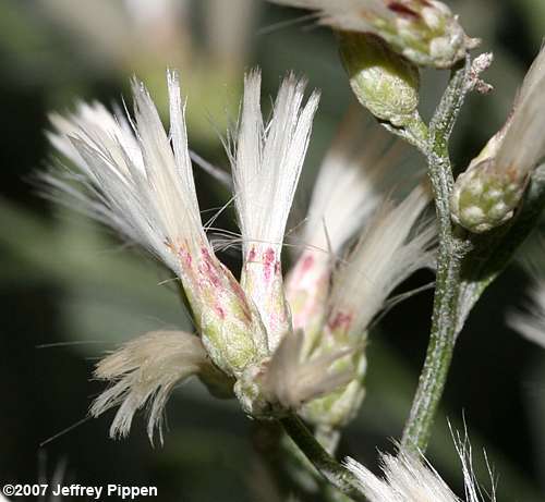 Eastern Baccharis, Groundseltree (Baccharis halimifolia)