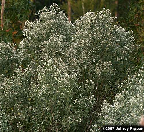 Eastern Baccharis, Groundseltree (Baccharis halimifolia)