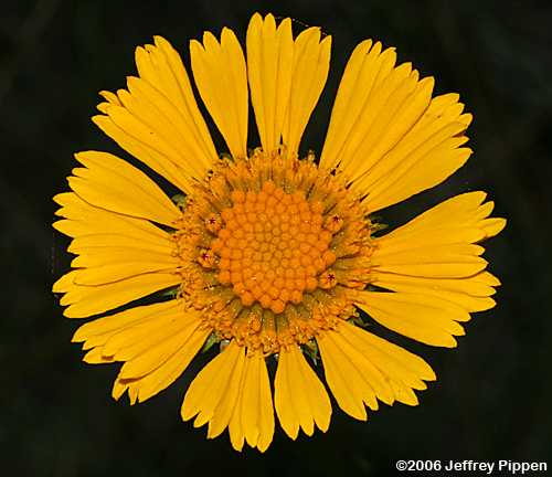 Oneflower Honeycombhead, Yellow Balduina (Balduina uniflora)