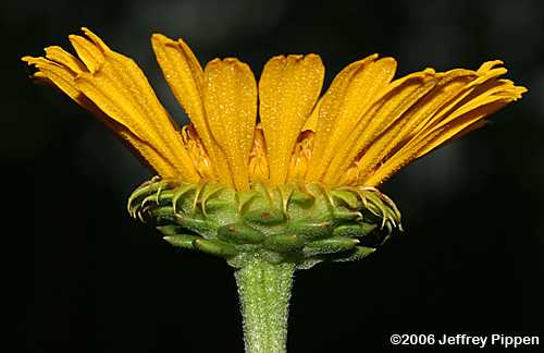 Oneflower Honeycombhead, Yellow Balduina (Balduina uniflora)