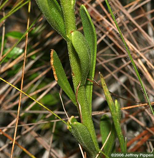Oneflower Honeycombhead, Yellow Balduina (Balduina uniflora)