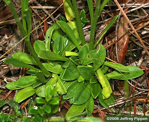 Oneflower Honeycombhead, Yellow Balduina (Balduina uniflora)
