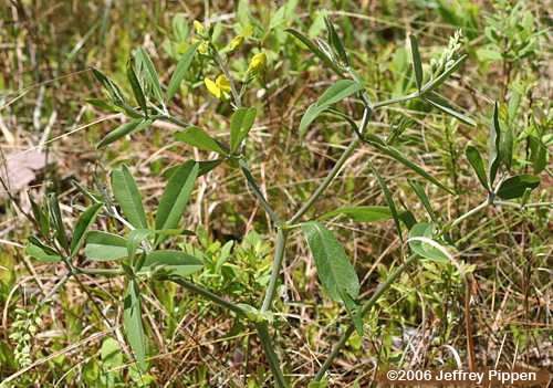 Yellow Wild Indigo (Baptisia tinctoria)