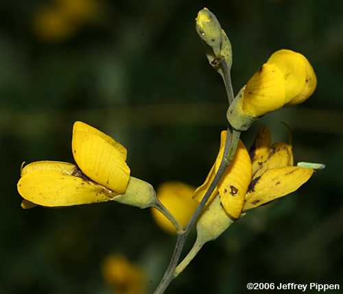 Yellow Wild Indigo (Baptisia tinctoria)