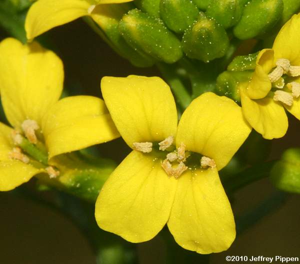 Early Wintercress, Early Yellowrocket (Barbarea verna)