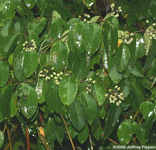 Supplejack, American Rattan (Berchemia scandens)