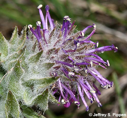 Wyoming Kittentails, Prairie Kittentails (Besseya wyomingensis)