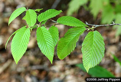 Yellow Birch (Betula alleghaniensis)