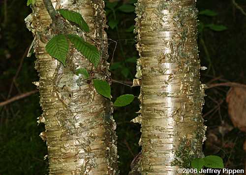 Yellow Birch (Betula alleghaniensis)