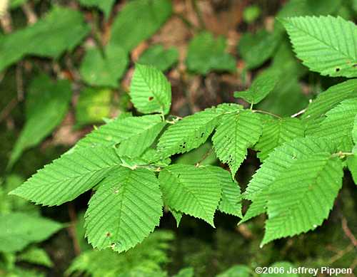 Yellow Birch (Betula alleghaniensis)