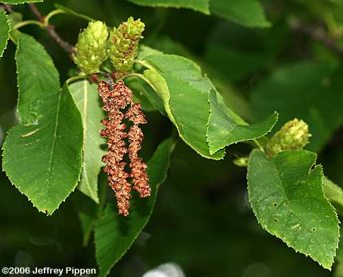 Yellow Birch (Betula alleghaniensis)